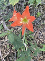 Hippeastrum