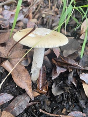 Amanita velosa