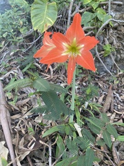 Hippeastrum