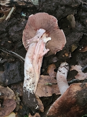 Agaricus