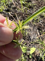 Cyperus sphacelatus