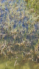 Panicum repens