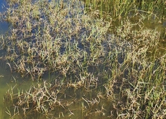 Panicum repens