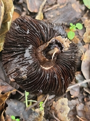 Agaricus