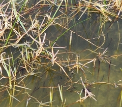 Panicum repens
