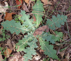 Cirsium texanum