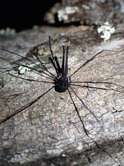 Neopantopsalis camelus