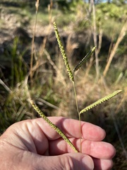 Paspalum praecox