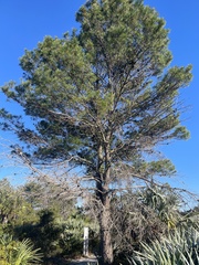 Pinus clausa
