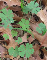 Geranium carolinianum