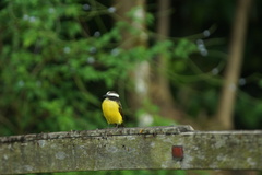 Myiozetetes cayanensis