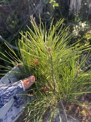 Pinus clausa