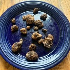 Tuber oregonense