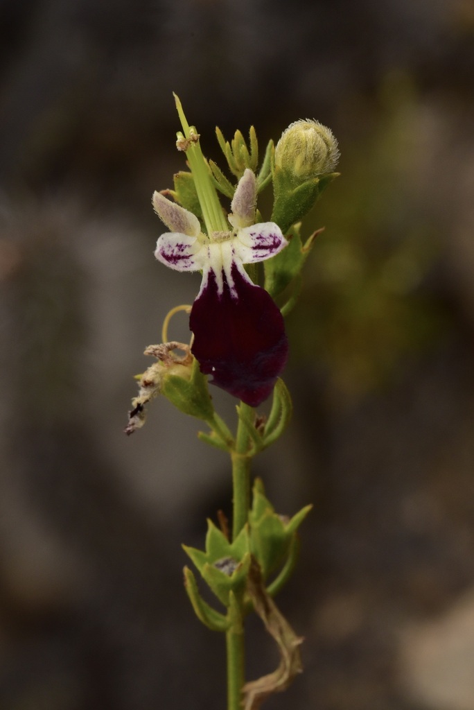 Teucrium nudicaule