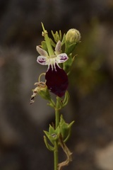 Teucrium nudicaule