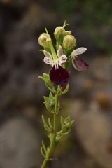 Teucrium nudicaule
