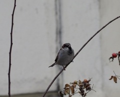 Passer domesticus