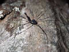 Neopantopsalis camelus