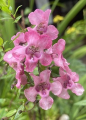 Angelonia