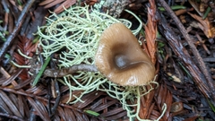 Myochromella boudieri