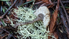 Myochromella boudieri