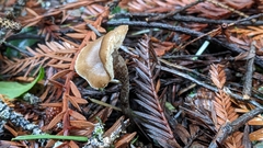 Myochromella boudieri