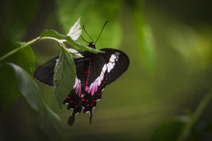 Parides ascanius