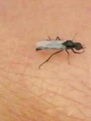 Bibiodes halteralis
