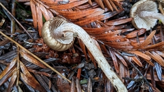 Inocybe fuscodisca
