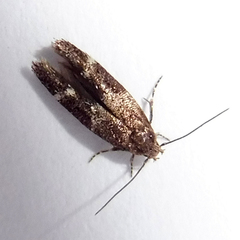 Mompha subbistrigella