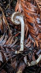 Inocybe fuscodisca