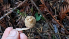 Inocybe fuscodisca
