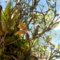 Maxillaria
