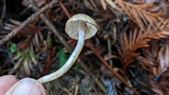 Inocybe fuscodisca