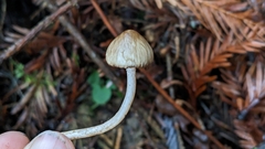 Inocybe fuscodisca