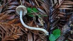 Inocybe fuscodisca