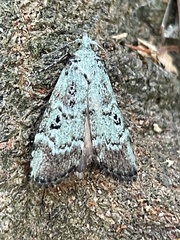 Heteromicta tripartitella