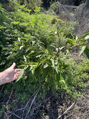 Phytolacca americana rigida
