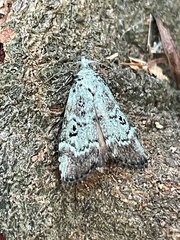 Heteromicta tripartitella