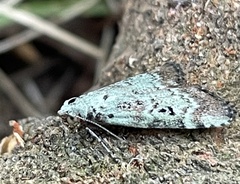 Heteromicta tripartitella