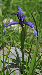 Iris sintenisii