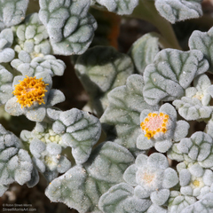 Psathyrotes ramosissima