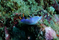 Hypselodoris bullockii