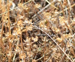 Helianthemum ledifolium