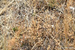 Helianthemum ledifolium