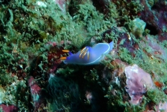 Hypselodoris bullockii