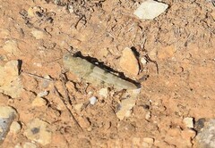 Sphingonotus caerulans