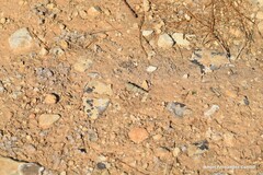 Sphingonotus caerulans