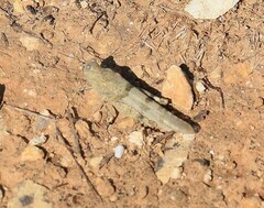 Sphingonotus caerulans