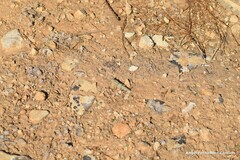 Sphingonotus caerulans